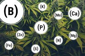 How To Prevent Cannabis Nutrient Deficiency
